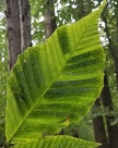 Leaf exhibiting signs of Beech Leaf Disease.